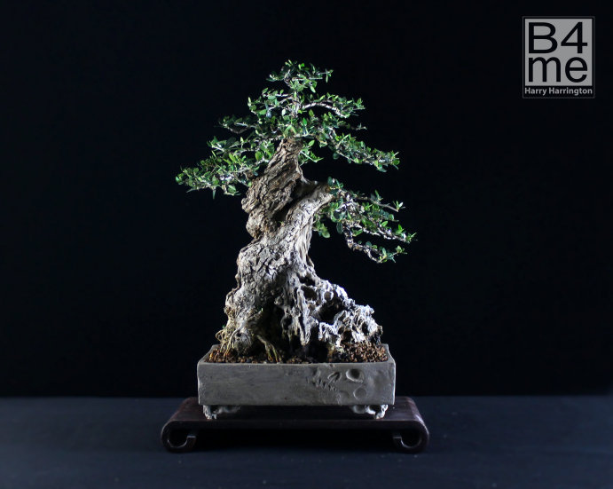 olive bonsai